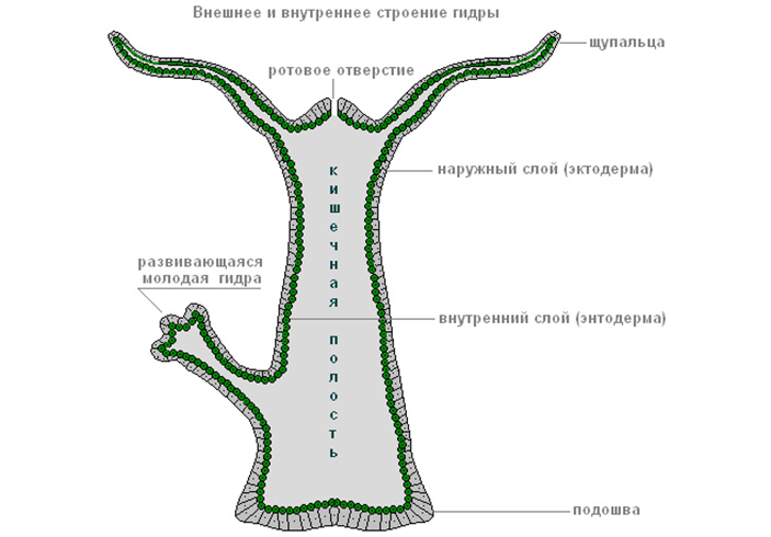 Кракен наркологический